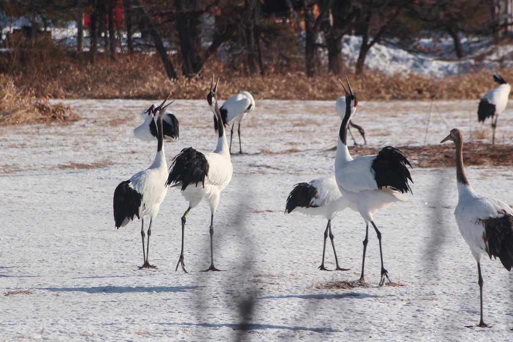 Red-crowned crane