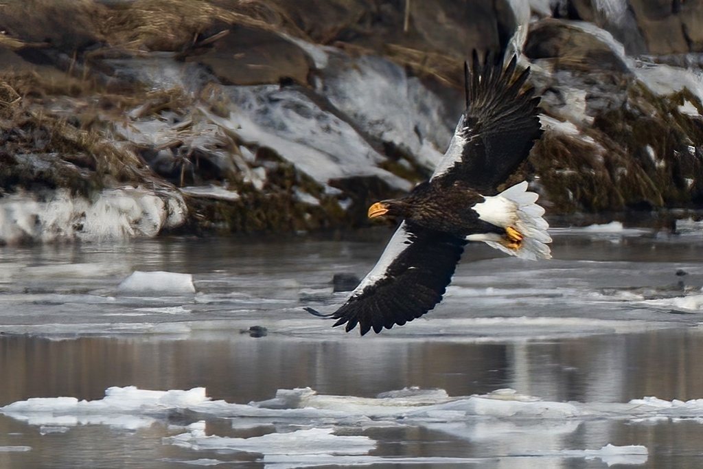 Steller's sea eagle