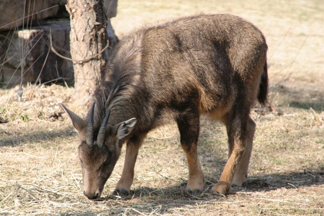 Long-tailed goral on a rocky slope