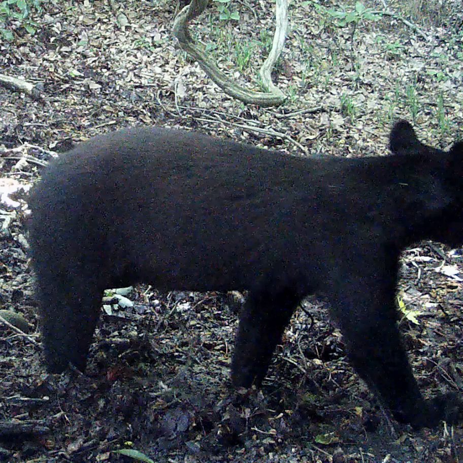 Asian black bear